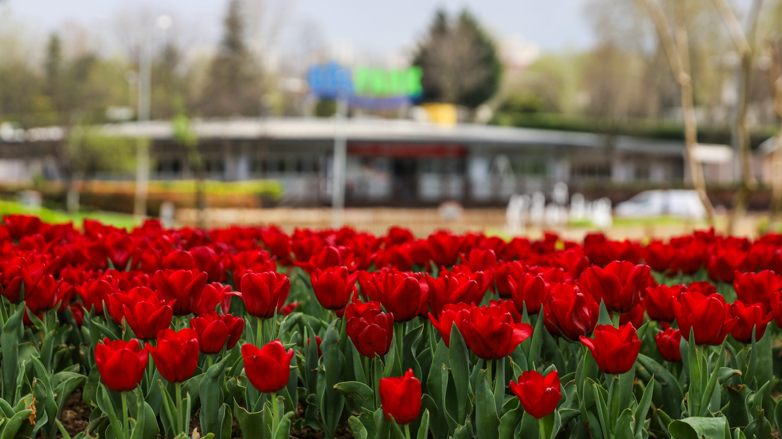 BÜYÜKŞEHİR, PARKLARI LALE VE ÇİÇEKLERLE RENKLENDİRDİ